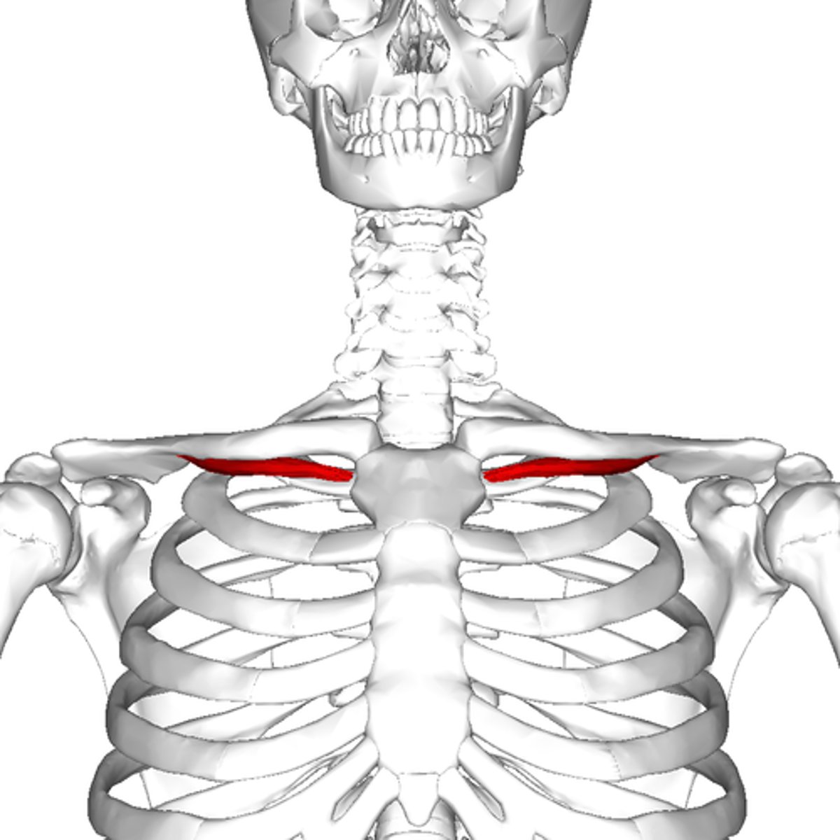 <p>Helps stabilize and depress pectoral girdle</p>