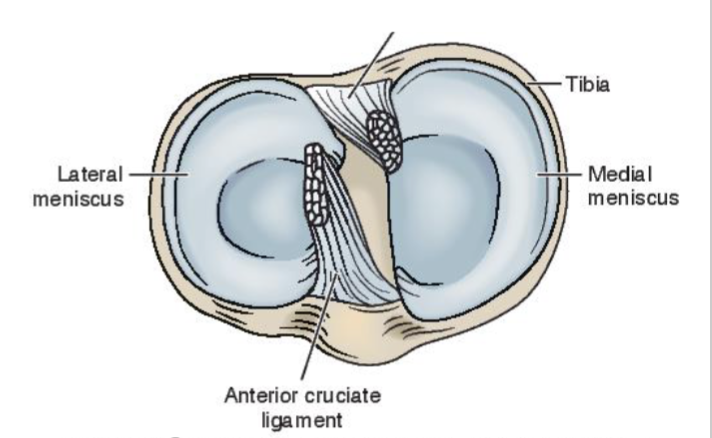 <p><span>Flat tibial condyles/plateaus</span></p><ul><li><p><span>Longer medially (A/P direction)</span></p></li><li><p><span>Slopes posteriorly</span></p></li><li><p><span>Separated by bony spines</span></p></li></ul><p></p>