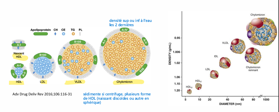 <p>Noyau: apolaire </p><ul><li><p>triglycérides </p></li><li><p>cholestérol estérifié</p></li></ul><p>Manteau: polaire </p><ul><li><p>phospholipides (stabilisation particule, solubilité, monocouche) </p></li><li><p>cholestérol non estérifié </p></li><li><p>apolipoprotéines (protéines intercalées entre lipides)</p></li></ul><p>-Grand nombre de lipoprotéine de petite particule très dense à très grande moins denses </p>
