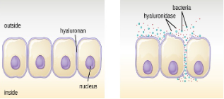 <p>Microorganisms secrete a variety of <strong>extracellular</strong> <strong>enzymes </strong>that <strong>break down host connective tissue </strong>which allow <strong>penetration</strong></p><ul><li><p>Examples: <strong>Hyaluronidase</strong>, <strong>collagenase</strong>, <strong>nuclease</strong></p></li></ul><p></p>