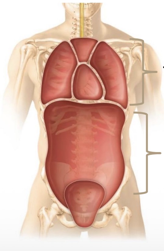<p>What is the top cavity?</p>