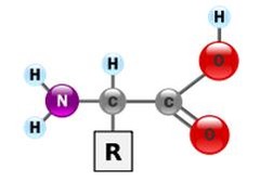 <p>— building <u><mark data-color="blue" style="background-color: blue; color: inherit;">blocks of proteins</mark></u></p>