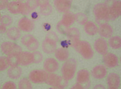 <p>what organism is this?</p>