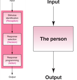 <p>Stimulus identification</p><p>Response selection</p><p>Response programming</p>