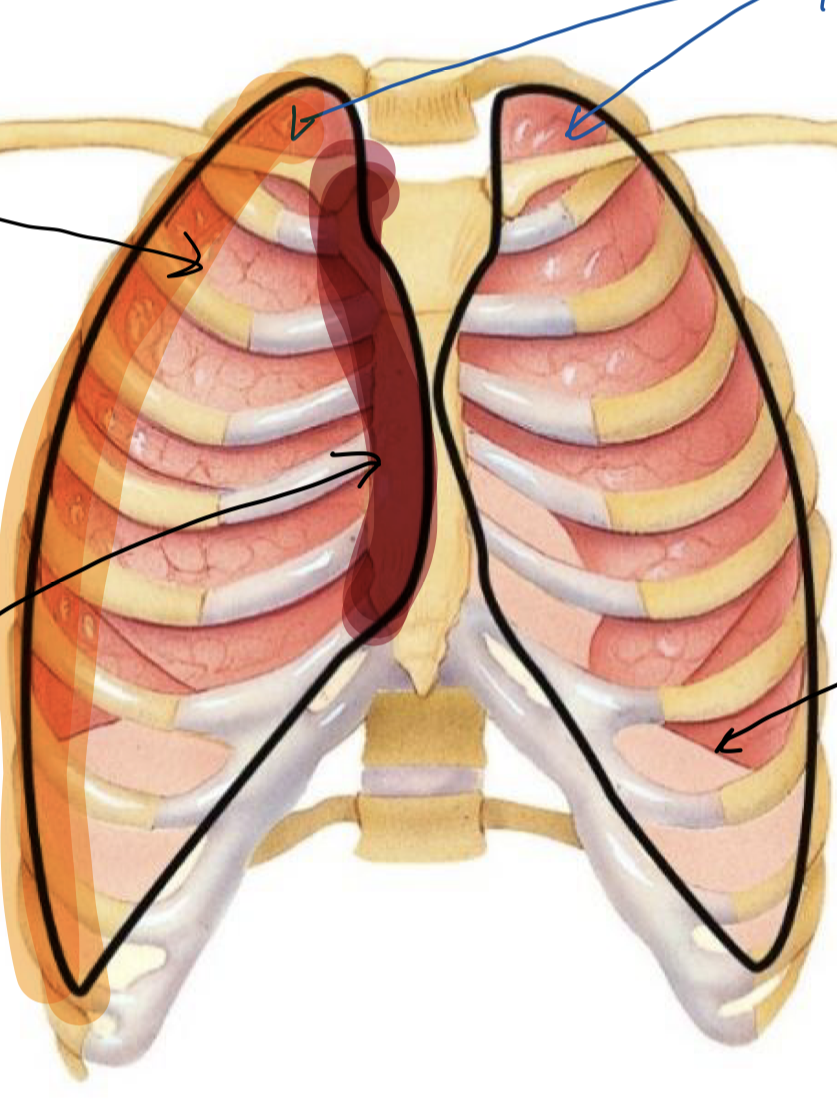 <p>Label these structures (top clockwise)</p>