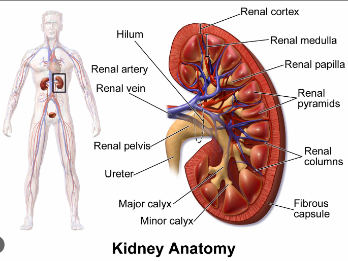 <p>How do blood vessel enter and exit the kidney?</p>