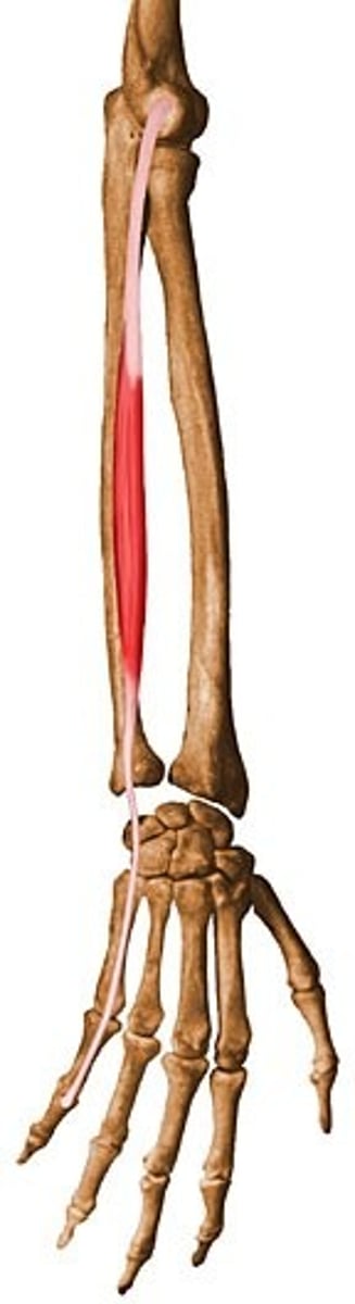 <p>common extensor tendon</p>