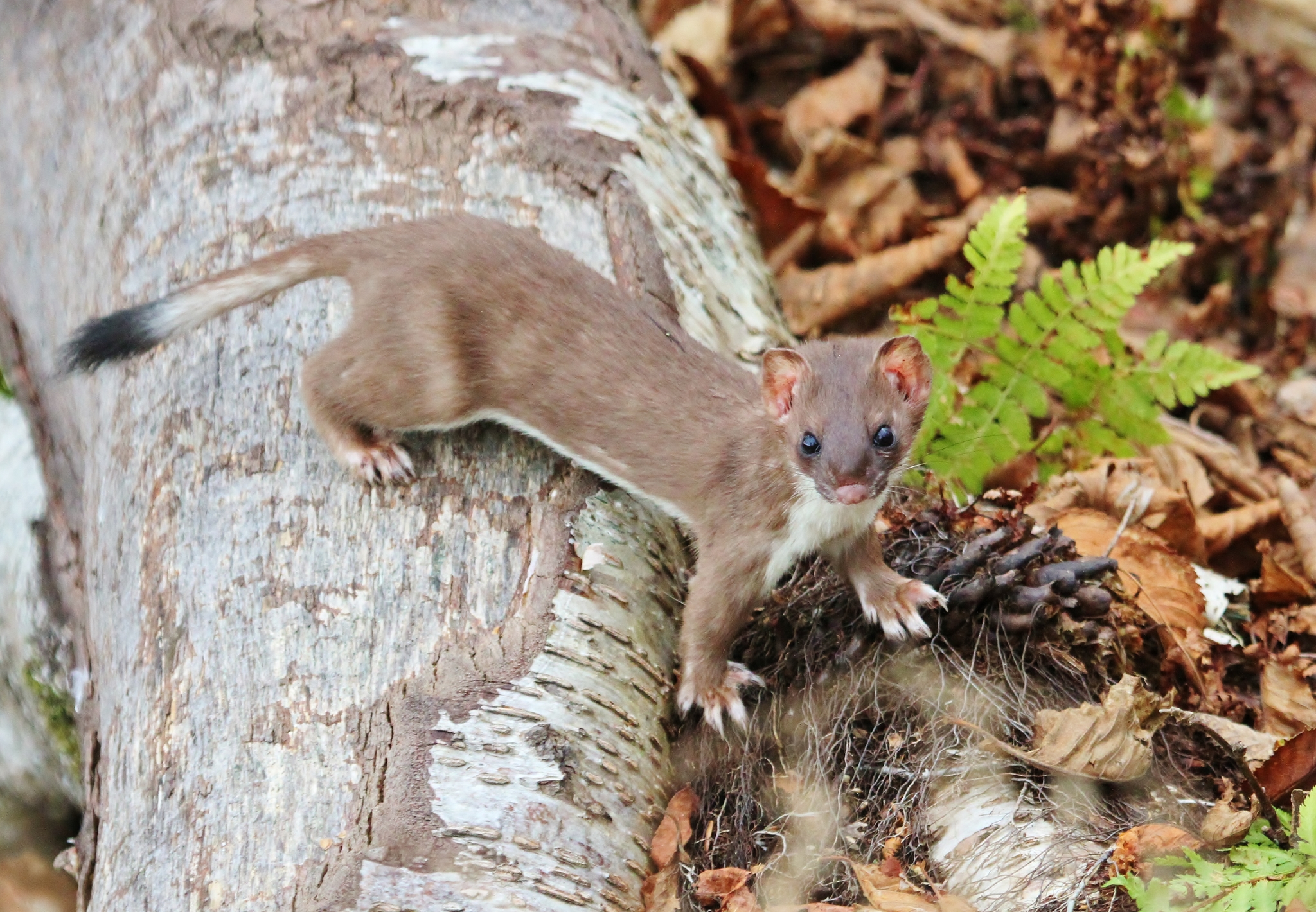<p>Avg size 7 - 16 in. </p><p><strong>Very small. Tail makes up 30% of body. May develop white winter coats.</strong></p>