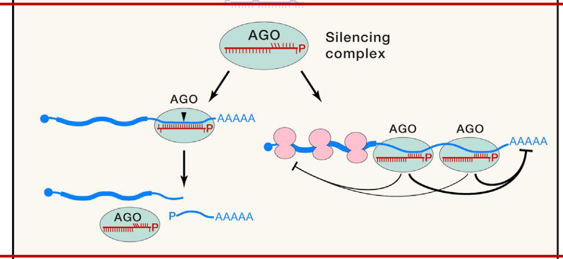 <ul><li><p>RNA-induced silencing complex (RISC) uses the guide RNA to bind to the target mRNA</p></li><li><p>the complex then silences the mRNA</p></li><li><p>if the gudie RNA is a perfect match, the target mRNA is degraded (siRNA pathway)</p></li><li><p>if the guide RNA has some mismatch, translation of the target mRNA is suppressed (miRNA pathway)</p></li></ul><p></p>