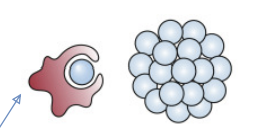 <p>Why multicellularity? (1/10)</p><p>(2)</p>