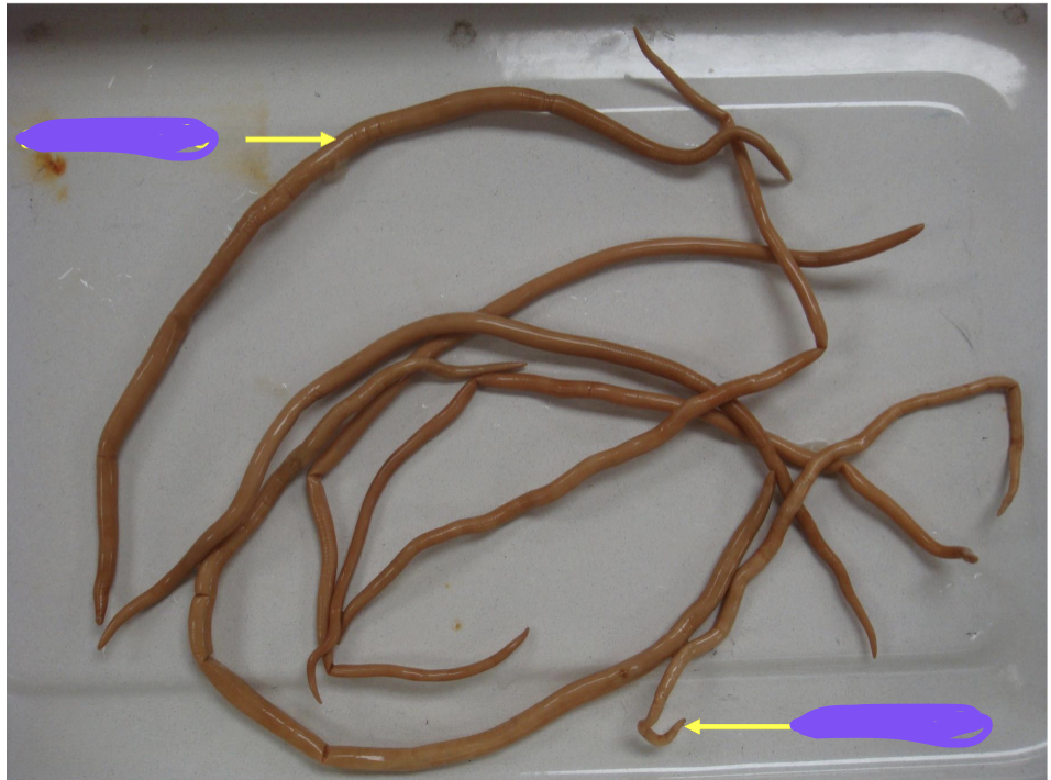 <p>structure/ characteristic?</p>