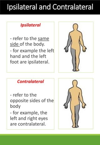 <p>On the opposite side of the body left/right, right/left </p>