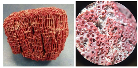 <p>¿Qué es? Taxonomia</p>