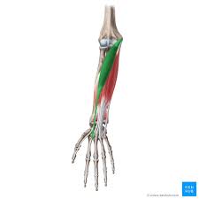 <p><span style="background-color: transparent;">Medial epicondyle of humerus / metacarpals | Flexion, abduction</span></p>