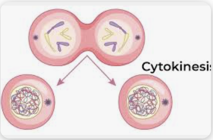 <p>division of the cells</p>