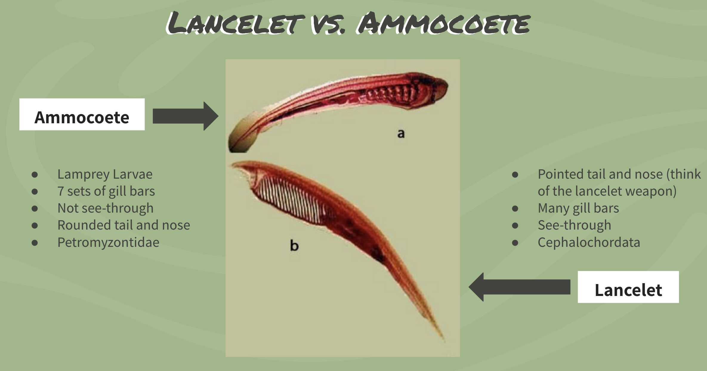 <p>Lamprey larvae</p>