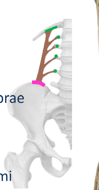 <p>Origin: <span style="color: rgb(255, 25, 226);">Pelvis & Iliolumbar l.</span></p><p>Insertion: <span style="color: rgb(49, 244, 102);">12th rib & lumbar vertebrae</span></p><p><span style="color: rgb(49, 244, 102);">.</span></p><p>Innervation: S<span style="color: rgb(193, 151, 246);"><strong>ubcostal n. (T12 ventral ramus)</strong></span> & <span style="color: rgb(34, 255, 13);">L1-L4 ventral rami</span></p><p>Action:</p><ul><li><p>Bilateral –<span style="color: yellow;"><strong> stabilizes the 12th rib; bearing down & expiration</strong></span></p></li><li><p>Unilateral <span style="color: rgb(255, 158, 85);"><strong>– ipsilateral lateral flexion</strong></span> of trunk</p></li></ul><p></p>