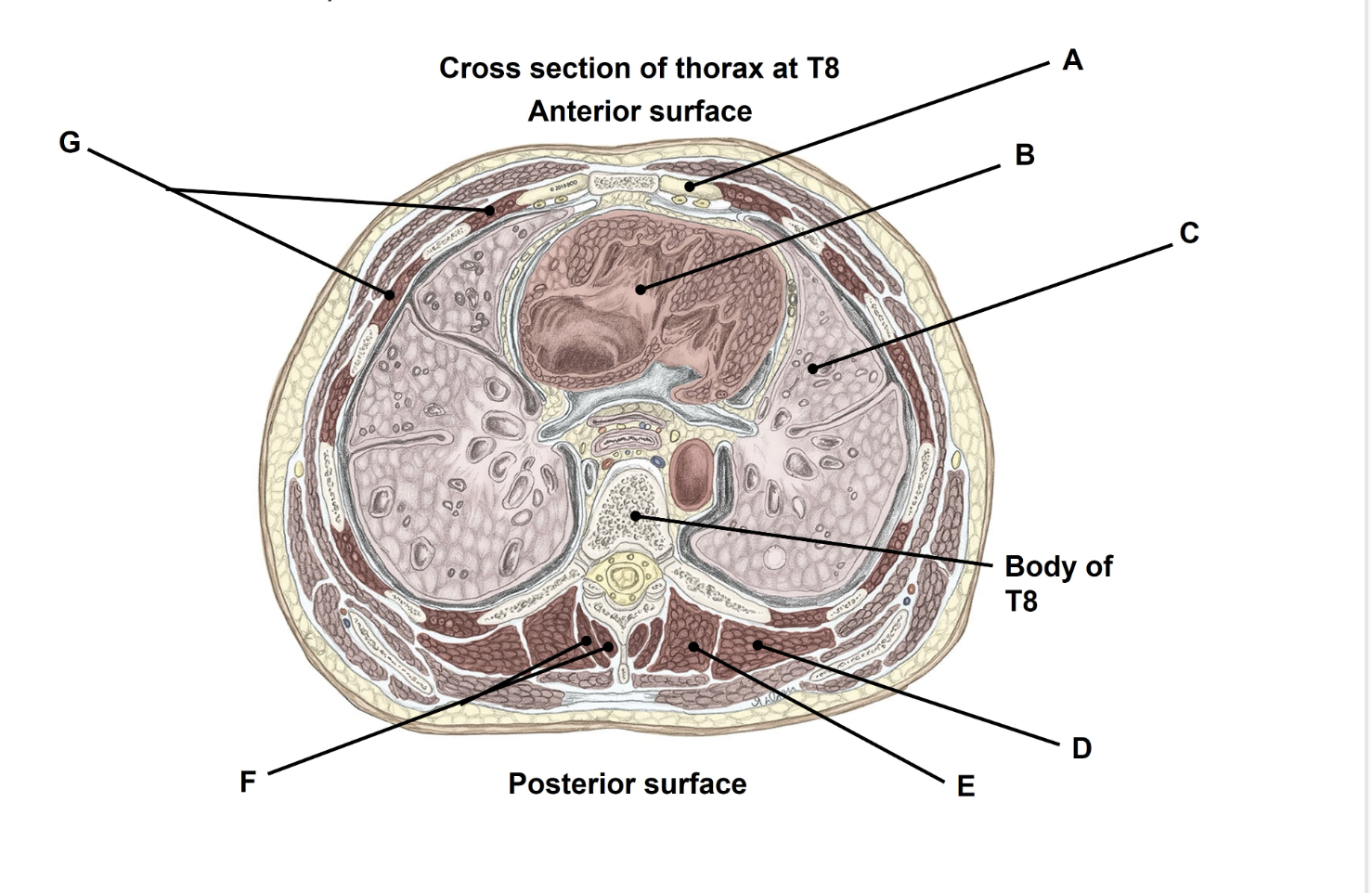 <p>Match the appropriate term with the landmark, structure, or organ (A-G) identified in the picture below. The picture is labelled to orient you to structures. Answers are used once and there are incorrect choices. NO partial credit.</p>