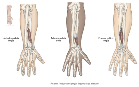 <p>longus-extends IP, MCP, CMC of thumb </p><p>brevis- extends MCP and CMC of thumb </p>