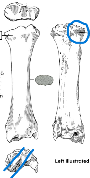 <ul><li><p>distal articulation diagonal</p></li><li><p>concavity of bone </p></li></ul><p></p><p>cow radius </p><p></p>