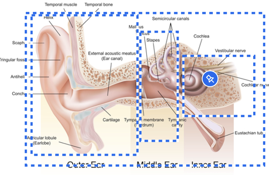 <p>inner ear (cochlea) and the auditory nerve</p>