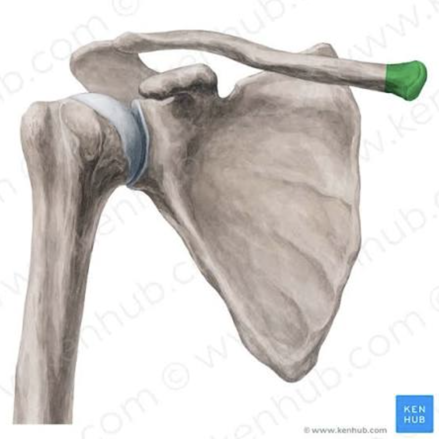 <p>Articulates with sternum. <strong>(Clavicle)</strong></p>