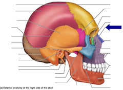 <p>a pit, cavity, or depression in a bone; shallow, basinlike depression in a bone, often serving as an articular surface</p>