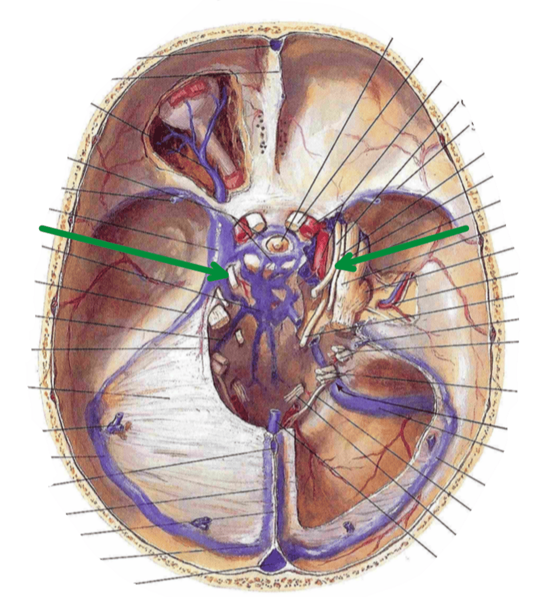 <p>Identify the structure indicated by the arrow</p>