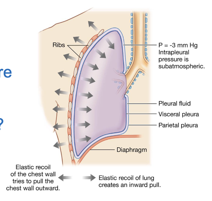<ul><li><p>the lungs cannot properly work and there is a loss of compliance </p></li><li><p>the lung will collapse</p></li></ul><p></p>