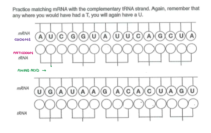 <p>(GENE EXPRESSION) <strong><u><mark data-color="yellow" style="background-color: yellow; color: inherit;">TRANSLATION</mark></u></strong></p><ul><li><p>Fill in the ANTICODONS and AMINO ACIDS.</p></li></ul><p></p>