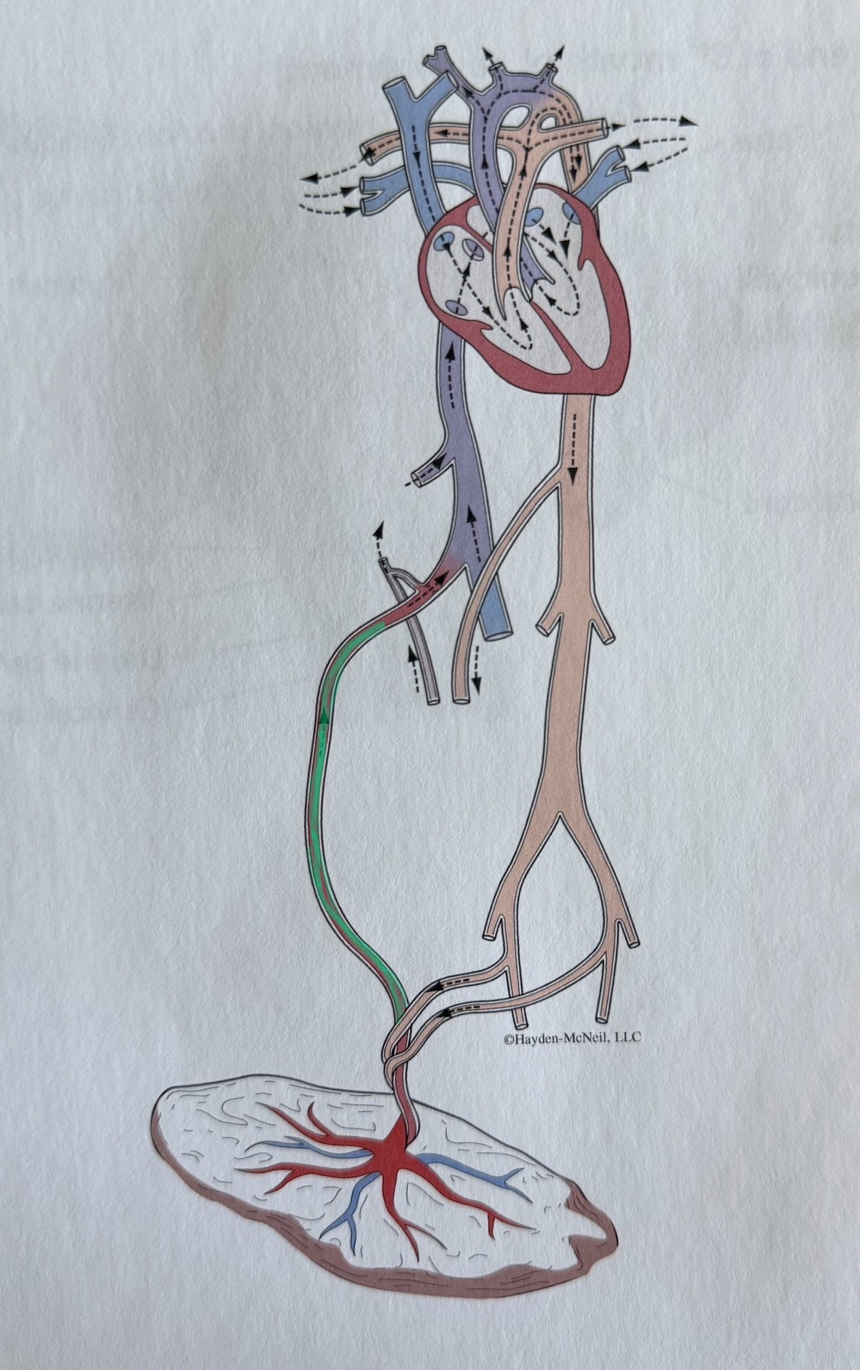 knowt flashcard image