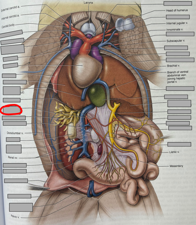 <p>What part of the organism is this?</p>