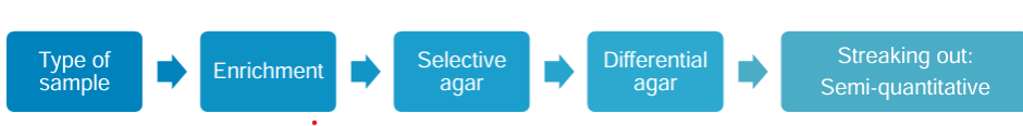 <ul><li><p>may outcompete or regulate pathogens</p></li><li><p>can act as opportunistic pathgogens</p></li><li><p>culture can be confounded by commensal growth</p></li></ul><p></p>