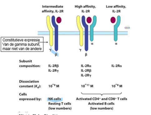 <ol><li><p>geactiveerde CD4+ en CD8+ T-cellen</p></li><li><p>geactiveerde B-cellen</p></li></ol><p></p>