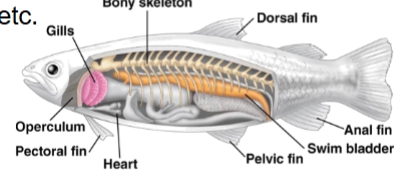 <ul><li><p>have a skeleton made of bone & fins supported by thin, flexible bony rays</p></li><li><p>gill slits, paired fins, skeletal rods</p></li></ul><p></p>