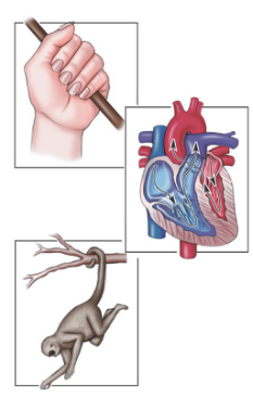 <p>The study of the function of body parts—how they work to carry out life-sustaining activities.</p>