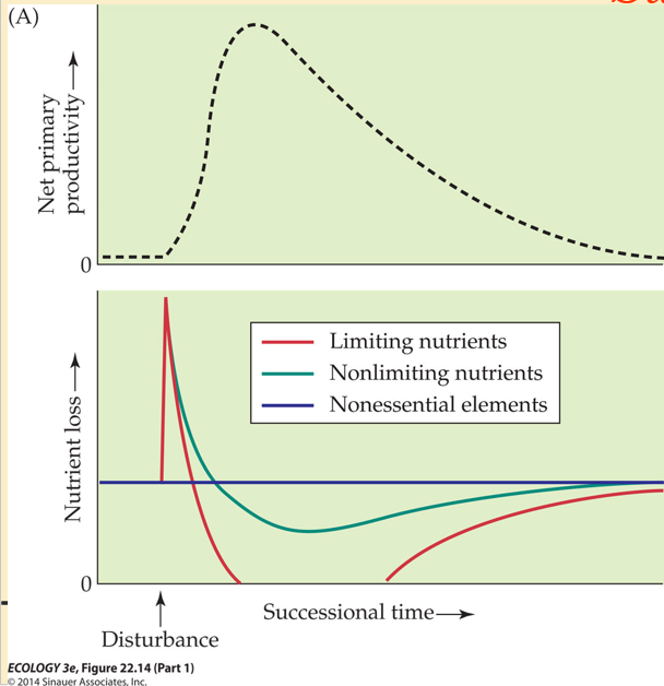 <p>At intermediate stages of forest succession</p><p></p>
