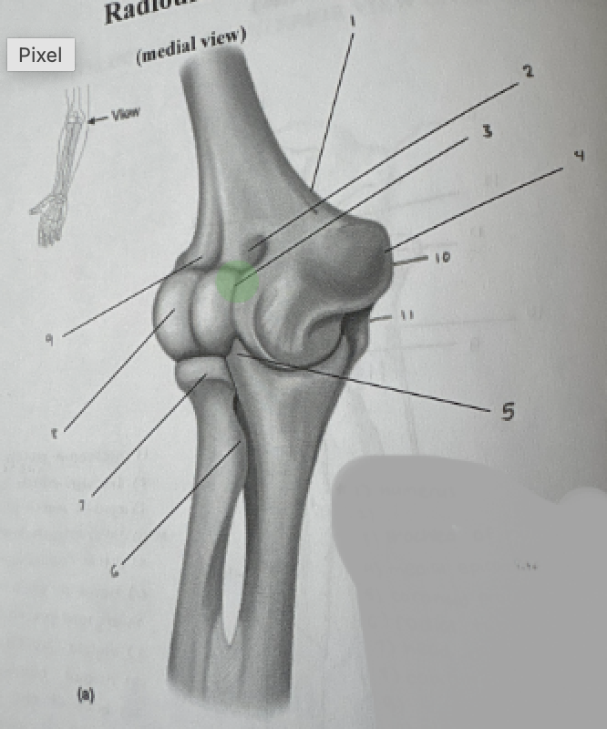 term image