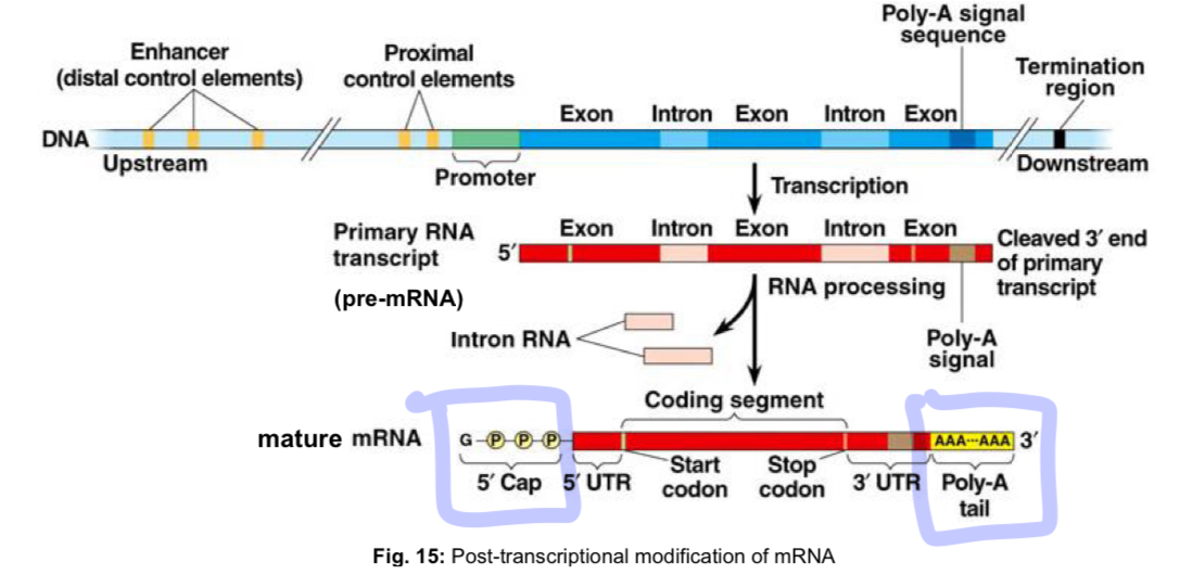 <ul><li><p>all the pre-mRNA transcribed in the eukaryotic nucleus must undergo processing to produce <strong>functional mature RNA molecules </strong>for<strong> export to the cytosol</strong>, where they will be used as templates for translation to form polypeptides</p></li><li><p>3 steps</p></li></ul><p>pre-mRNA</p><ol><li><p>addition of 5’ cap</p></li><li><p>RNA splicing</p></li><li><p>addition of 3’ poly (A) tail</p></li></ol><p>mature mRNA (only mature mRNA can exit the nucleus via nuclear pores)</p><ul><li><p>structure-function relationship of mature mRNA</p><ul><li><p>transport across nuclear envelope</p></li><li><p>stability (yet so stable, yet so unstable)</p></li><li><p>facilitation of translation</p></li></ul></li></ul><p></p>