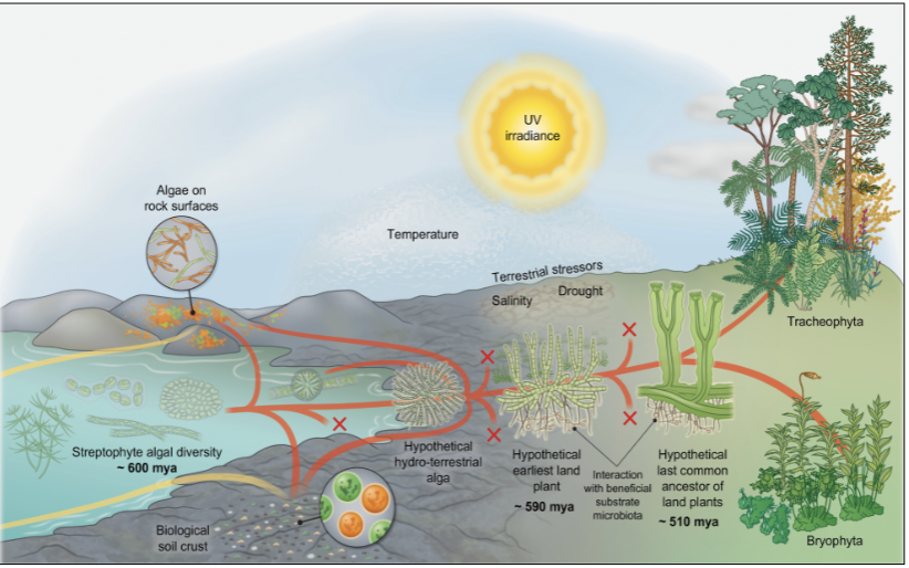 <p>Challenges for plants to living on land </p>