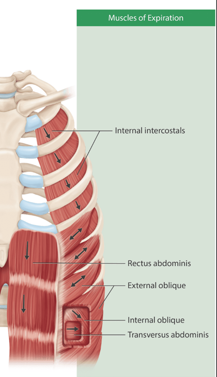 <p>Internal intercostals</p><p>Rectus abdominis</p><p>External oblique</p><p>Internal Oblique</p><p>Transverse Abdominis</p>
