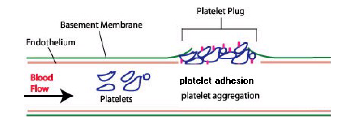 <ul><li><p>undergo Adhesion + Aggregation</p></li><li><p>Initiated by damaged or irregular blood vessels</p></li><li><p>Platelets adhere to damaged blood vessel due to collagen (exposed when vessel breaks, platelts have special binding site)</p><ul><li><p>– platelet adhesion</p></li><li><p>cause platelet to activate, and turn to its dendritic form </p></li></ul></li><li><p>Anchored platelets release chemicals to attract more platelets </p><ul><li><p>– platelet aggregation</p></li><li><p>in dendrite form release chemicals to attract other platelets </p><ul><li><p>like Adenosine Triphosphate (ADP)</p><ul><li><p>inducing aggregation to the site </p></li></ul></li><li><p>Thromboxane</p><ul><li><p>cause platelets to interlink and activate exponentially </p></li></ul></li><li><p>induces activation of thrombin</p><ul><li><p>stimulate platelet activation further (positive feedback loop)</p></li><li><p>and induce fibrin to stabilize clots</p></li></ul></li></ul></li></ul></li><li><p>Aggregate and stick to each other to form a plug</p></li><li><p>Stop bleeding in a small wound</p></li></ul><p></p>