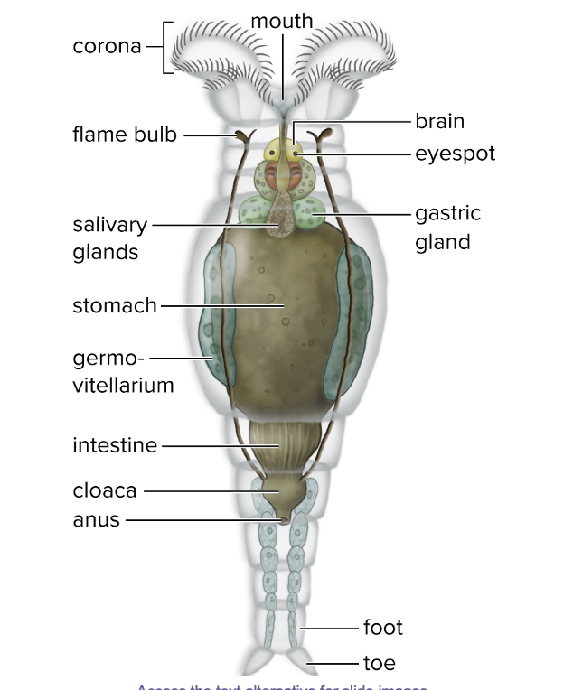 <ul><li><p>phylum rotifera</p></li><li><p>trochozoans related to flatworms</p></li><li><p>crown of cilia - corona → used for locomotion and to move food to the mouth</p></li><li><p>many are transparent</p></li><li><p>can desiccate to survive harsh conditions and remain dormant for long times </p></li></ul><p></p>