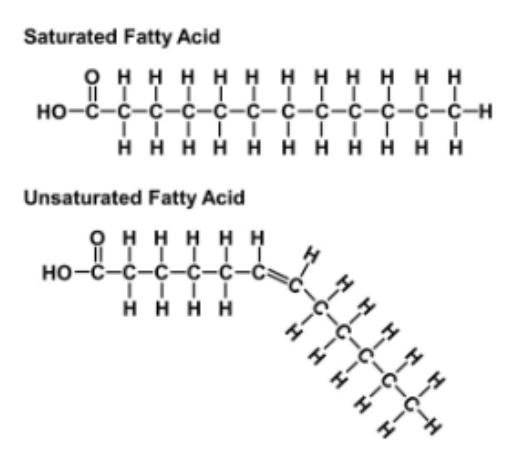 <p>Unsaturated vs. Saturated</p><ul><li><p>Saturated = saturated with H bonds</p></li></ul><ul><li><p>Unsaturated = a double bonded C</p></li></ul><p></p>