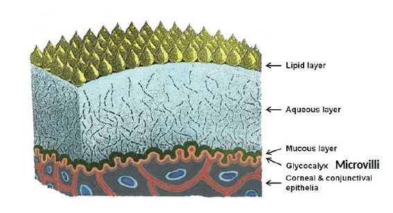 <p>Mucin layer</p>