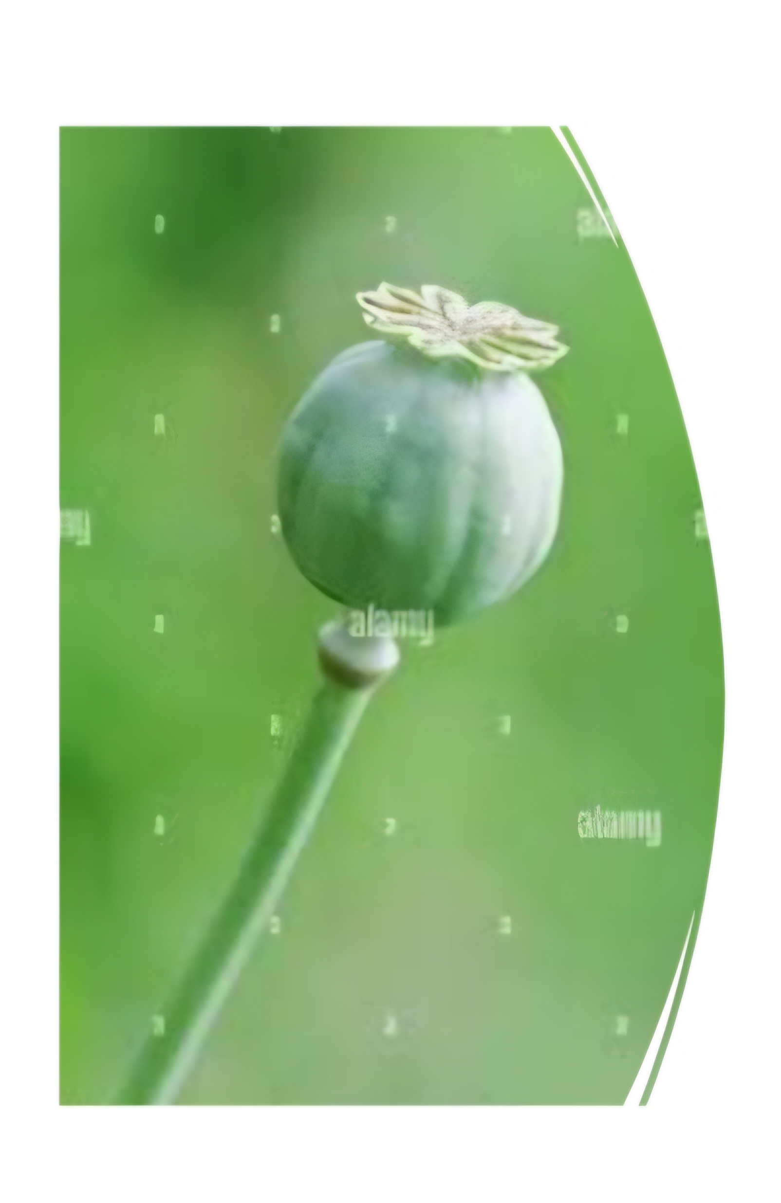 <p>What is this fruit?</p>