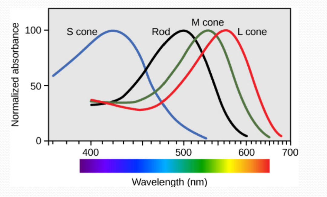 <p>there are 3 types of cones, they respond to different extents to different wavelengths</p><ul><li><p>S cones – 419 nm (blue)</p></li><li><p>M cones – 531 nm (green)</p></li><li><p>L cones – 558 nm (red)</p></li></ul><p>its response is determined by the wavelength and by the intensity of the light</p>