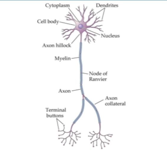 <p>Process of Neurons (in steps; ~5 steps)</p>