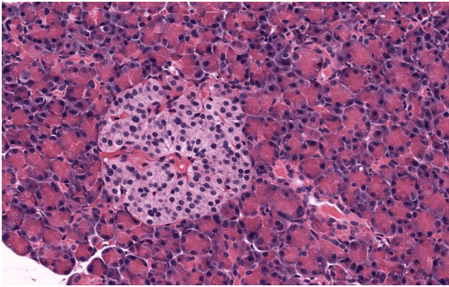 <p>Identify the organ</p>