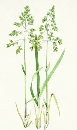 <p>Sweetgrass (wiingashk)</p>